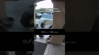 Missing cat found on Video Doorbell!