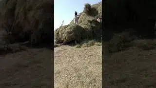 обезьяна учиться кидать сено.