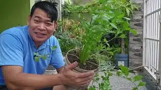 KINCHAY, SA MALIIT NA TIMBA NG PINTURA KO ITINANIM, TRY DIN PO NINYO #garden #gardening