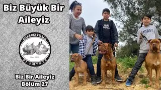 Biz büyük Bir Aileyiz, 3 Fransız Mastif'li Kalabalık Aile - Biz Bir Aileyiz Bölüm 27