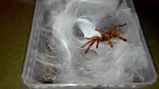 Pterinochilus murinus usambara taking eggsac and she's not happy with it