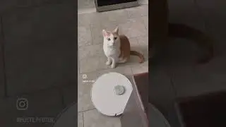 Hund vs Katze 🤭 #hund #heywuffi #katze