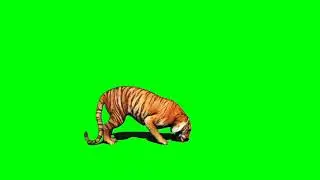 Lion Green Screen Effects video ✔️ || GREEN SCREEN VIDEO without copyright 1080 full HD ||