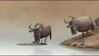 BU NIMA BILASIZMI BU BUQALARGA NIMA BULDI BUNI BILIB OLING
