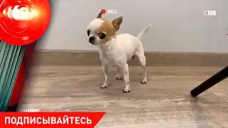 Вернуться домой и обнаружить в квартире кровавое месиво и тело человека; выбросила собаку из окна