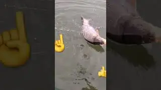 Вот это перестарался! Вот это рыбалка! Карп