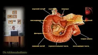 Duodenum topographic anatomy. Duodenum