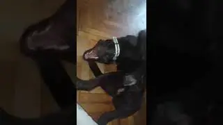 Собака-бабака... Деймон)