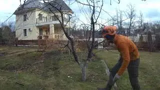 Обрезка яблони. 30 сек.Time lapse #Арборист "SamArbo"