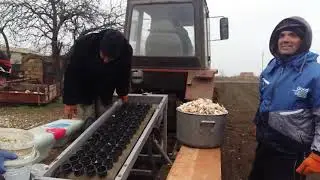 Сеялка для чеснока в работе.