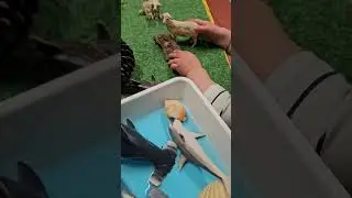 Learning Links Childcare Focusing on Environmental Studies Through Meaningful Play