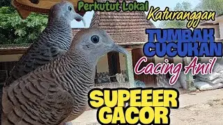 Perkutut Lokal Katuranggan TUMBAK CUCUKAN Cacing Anil || Supeeer Gacor dari Desa Belik Anget