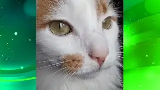 Funny cat explores the world!