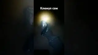 Ночью на рыбалке клюнул сом, ждём продолжения 