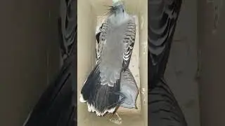 crested pigeon #crested #pigeon #shorts