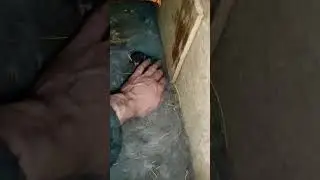 Контрольный осмотр крольчат 