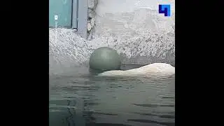 Водные тренировки и уютный уголок: как поживает спасенный белый медведь Диксон
