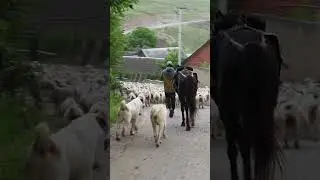 The most important occupation of the Dagestan highlanders: ANIMAL HUSBANDRY 