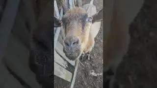 Деревенская Жизнь #счастье #жизнь