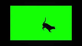 Green Screen Cat Walk