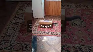 застрял? #кот #cat #оскар