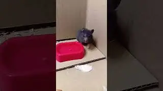 Поставь лайк ради ХОМЯКА🐹 