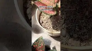 Jemur - jemur si aglaonema dulu