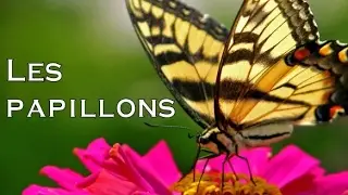 Les papillons