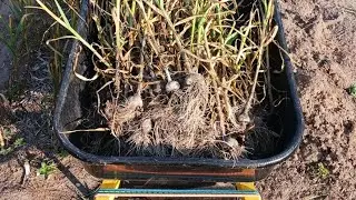Garlic Planting Tutorial