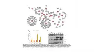 Profiling of RNA-binding Proteins Interacting With Glucagon and Adipokinetic Hormone mRNAs