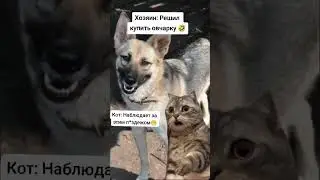 Купил собаку на Авито🤣 #Авито #собака #кот #в_шоке 😂