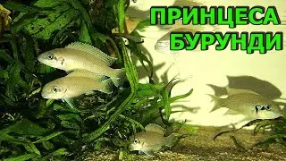 Принцесса Бурунди! Первая рыбка в оформленном аквариуме