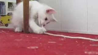 Слишком игривый кот, твои веревки порвет :D