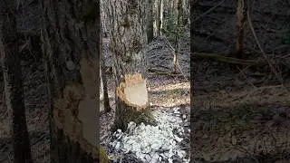Бурые лесорубы захламили озеро