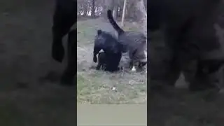 Вот это бой 😅😂 кот против собаки. 