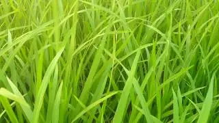 Rice fields 2018