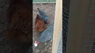 you chickens want some bread? | backyard chickens