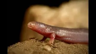 Bipes tridactylus (voyage Atheris au Mexique) !