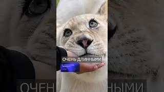 Львица с РЕСНИЦАМИ, как После Салона