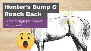 Hunters Bump - Calcification sign horses hips have been out