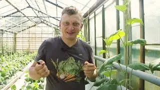 Рецепт экспресс маринования оугрцов
