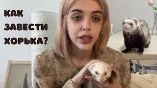 как завести хорька? все об уходе и содержании домашних фреток.