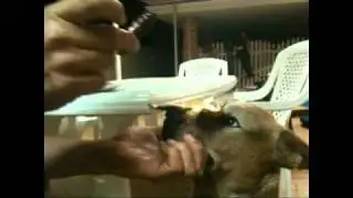 Dog Torture