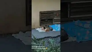 #котики #котэ #любовь