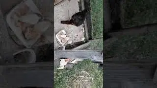 Hint tavuğu ve hint civ civleri