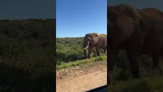 Elephant walking towards us #elephant #safari #africa #wildlife #travel #animals #nature