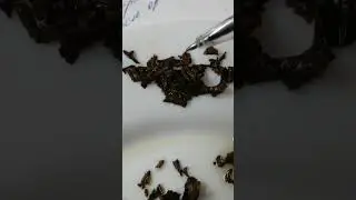 2 боевых мага уходят, но увидят некоторые, что говорит женщина.