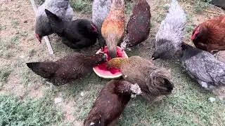 Chicken Melon treat