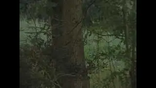 1.8.2012 - Pozorování zvěře