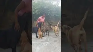 Fila Brasileiro em matilha.. #filabrasileiro